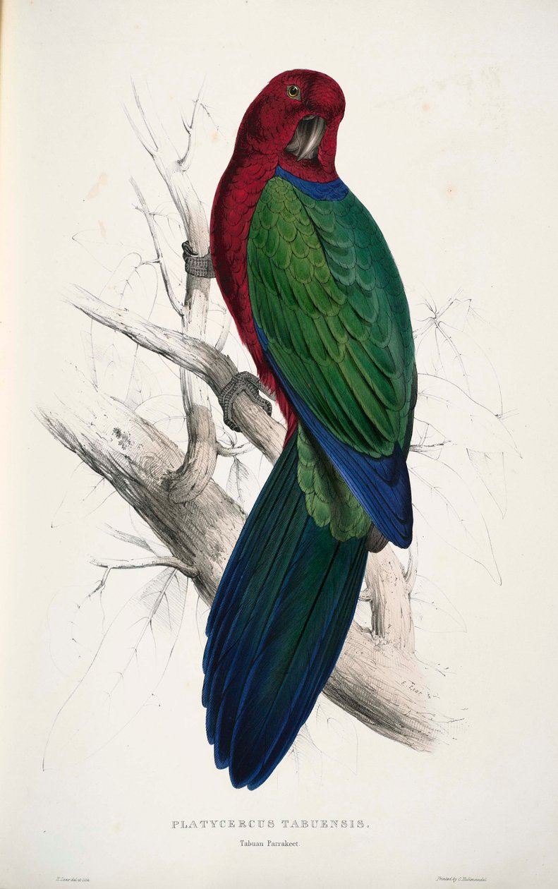 Prosopeia tabuensis da Edward Lear