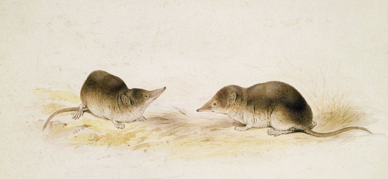 Toporagni da Edward Lear