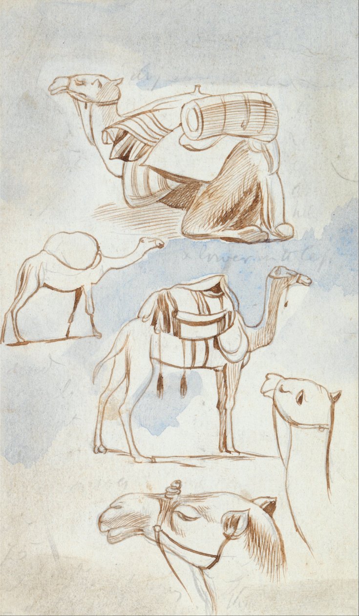 Studi di schizzi di cammelli da Edward Lear