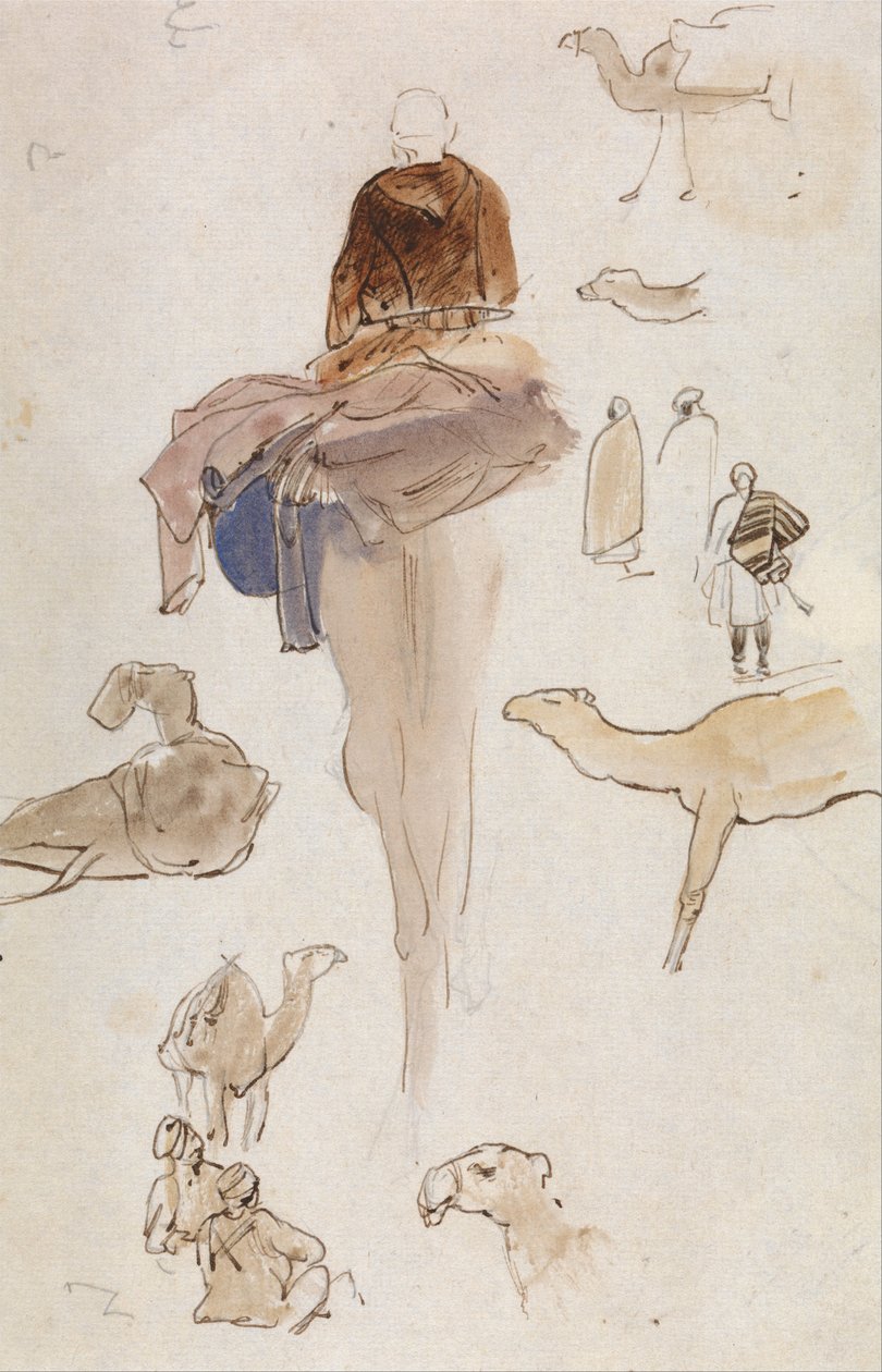 Studi di cammelli da Edward Lear