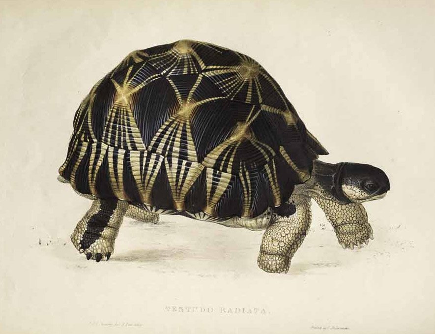 Testudo radiata da Edward Lear