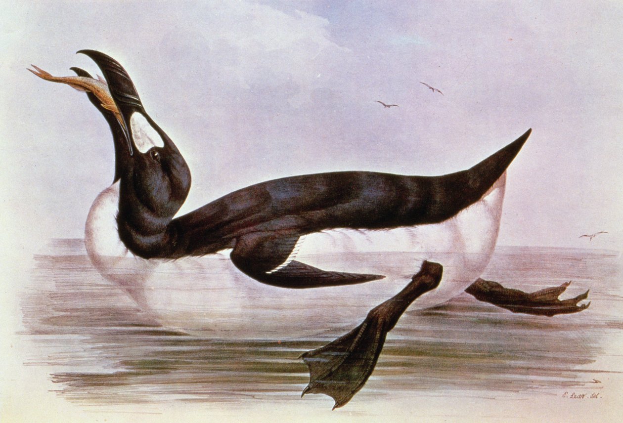Il Grande Auk, illustrazione da 