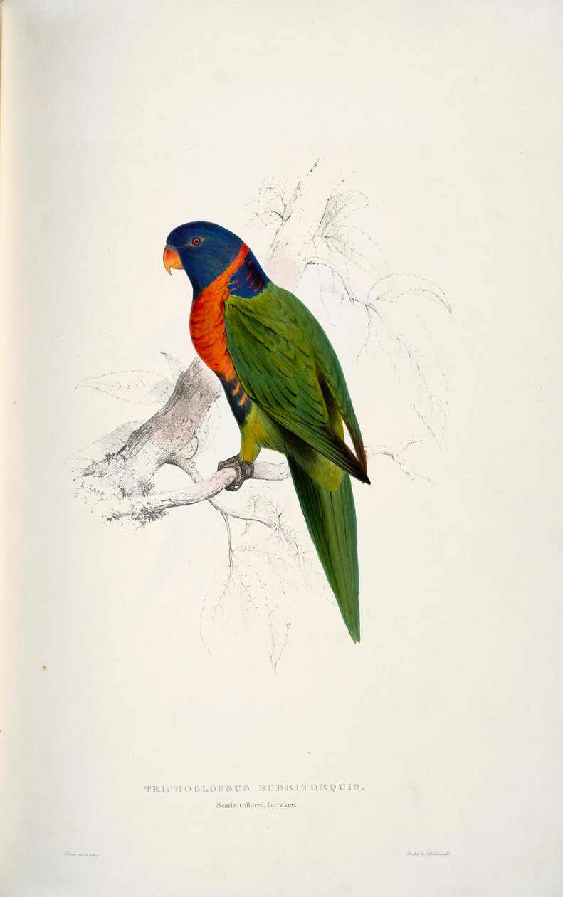 Trichoglossus rubritorquis da Edward Lear