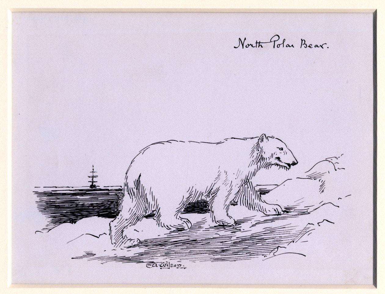 Orso polare, c.1905 da Edward Adrian Wilson