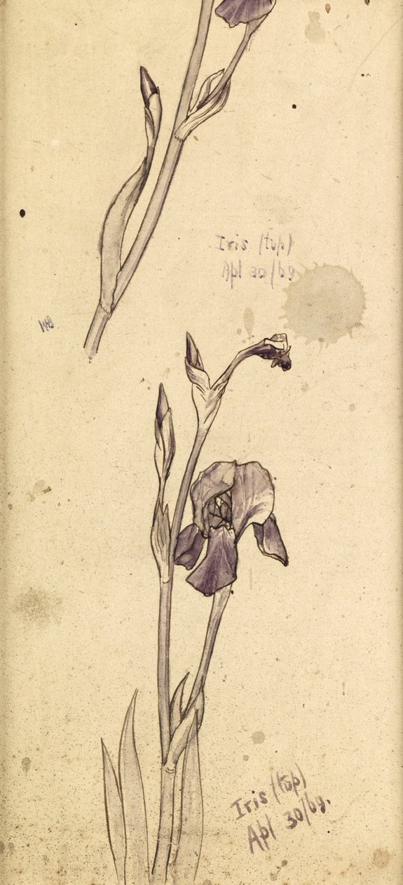 Iris da Edward Burne Jones