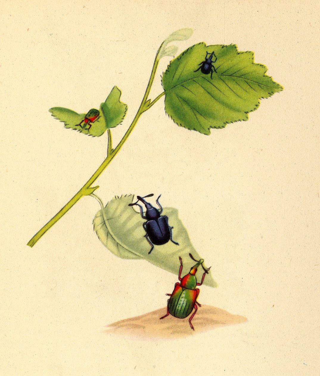 Punteruoli della betulla: Curculio betulae da Edward Donovan