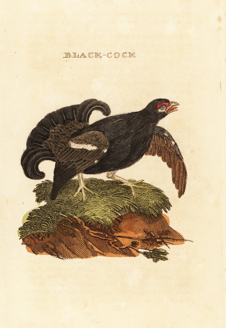 Fagiano di monte, Tetrao tetrix da Edward Donovan