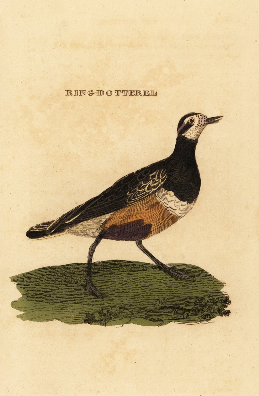 Piviere tortolino, Charadrius morinellus da Edward Donovan