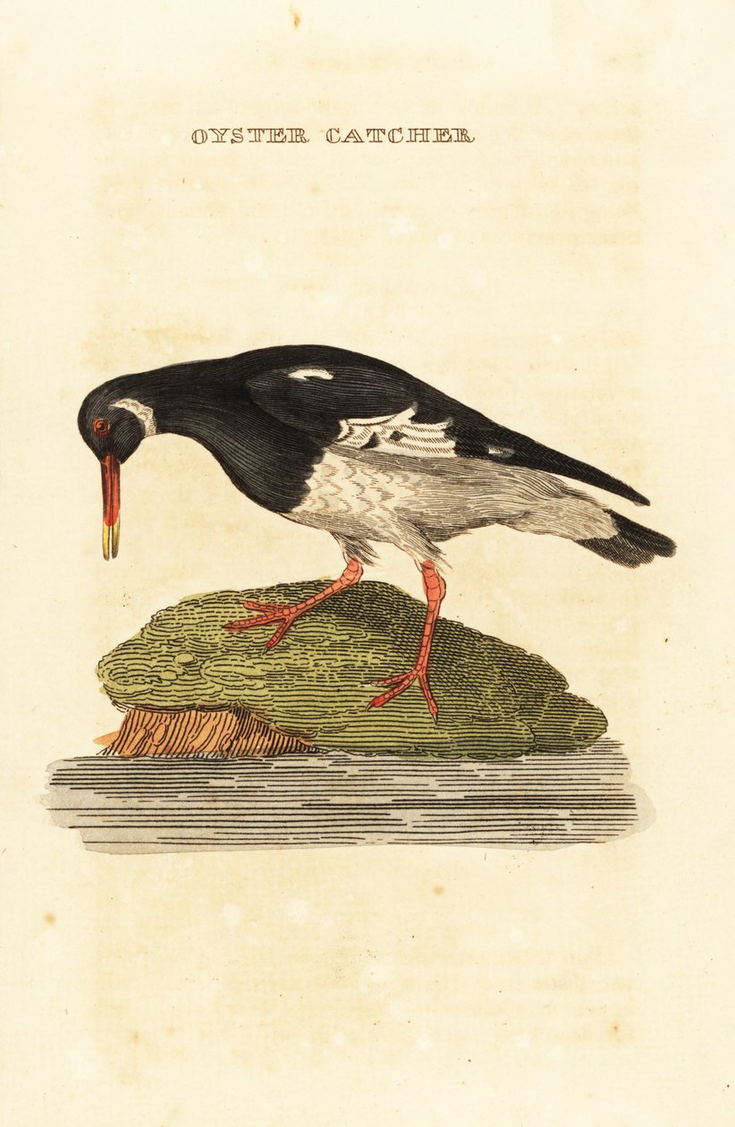 Beccaccia di mare eurasiatica, Haematopus ostralegus da Edward Donovan