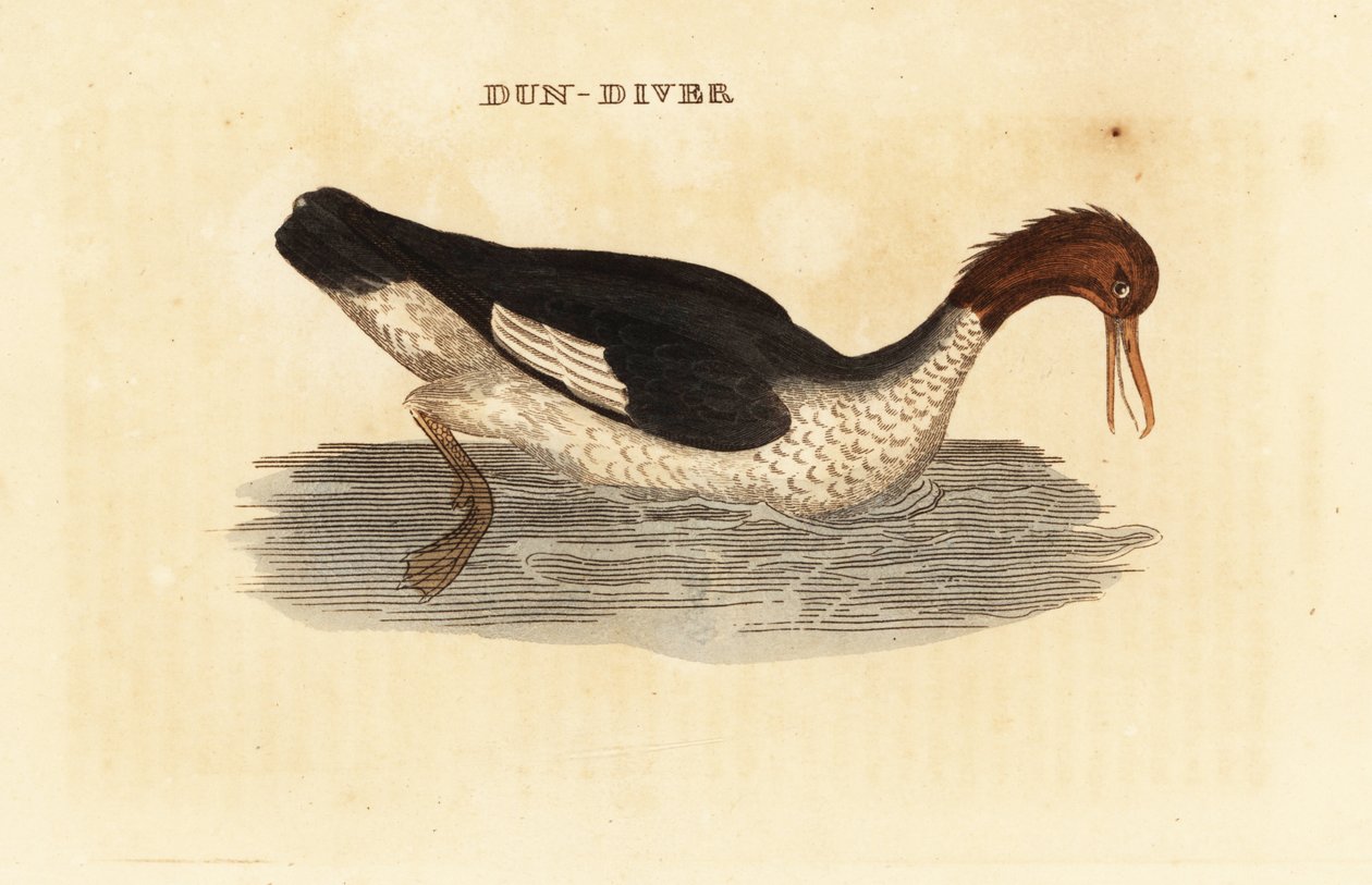 Smergo maggiore, femmina da Edward Donovan