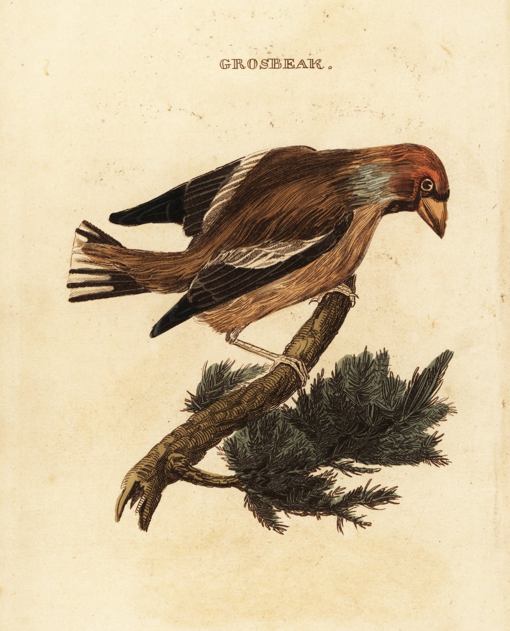 Frosone, Coccothraustes coccothraustes da Edward Donovan