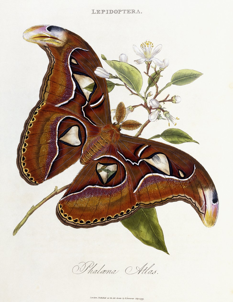Lepidotteri: Phaloena Atlas, 1798-1799 da Edward Donovan