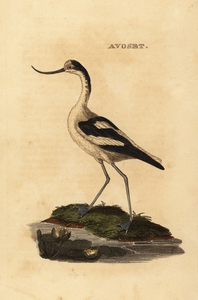 Avocetta piede, Recurvirostra avocetta da Edward Donovan