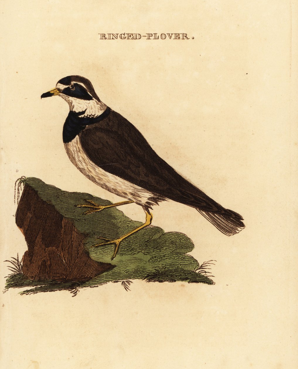 Piviere comune, Charadrius hiaticula da Edward Donovan