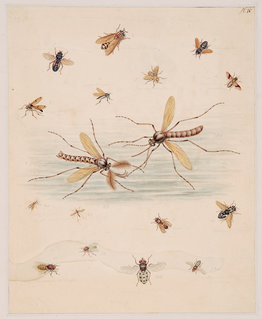 Studi di animali invertebrati, Volume II da Edward Donovan