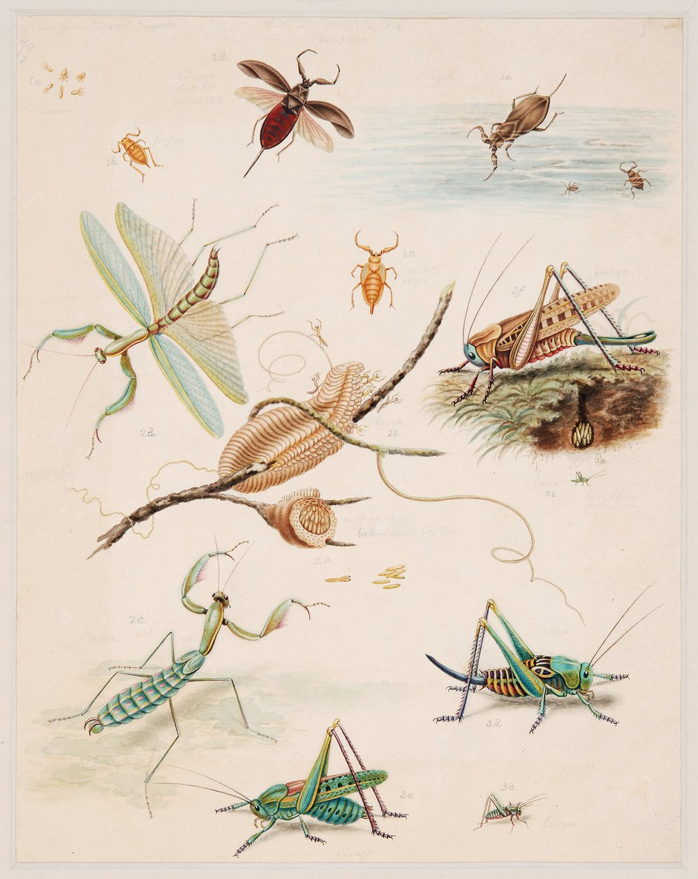 Studi di animali invertebrati, Volume II da Edward Donovan