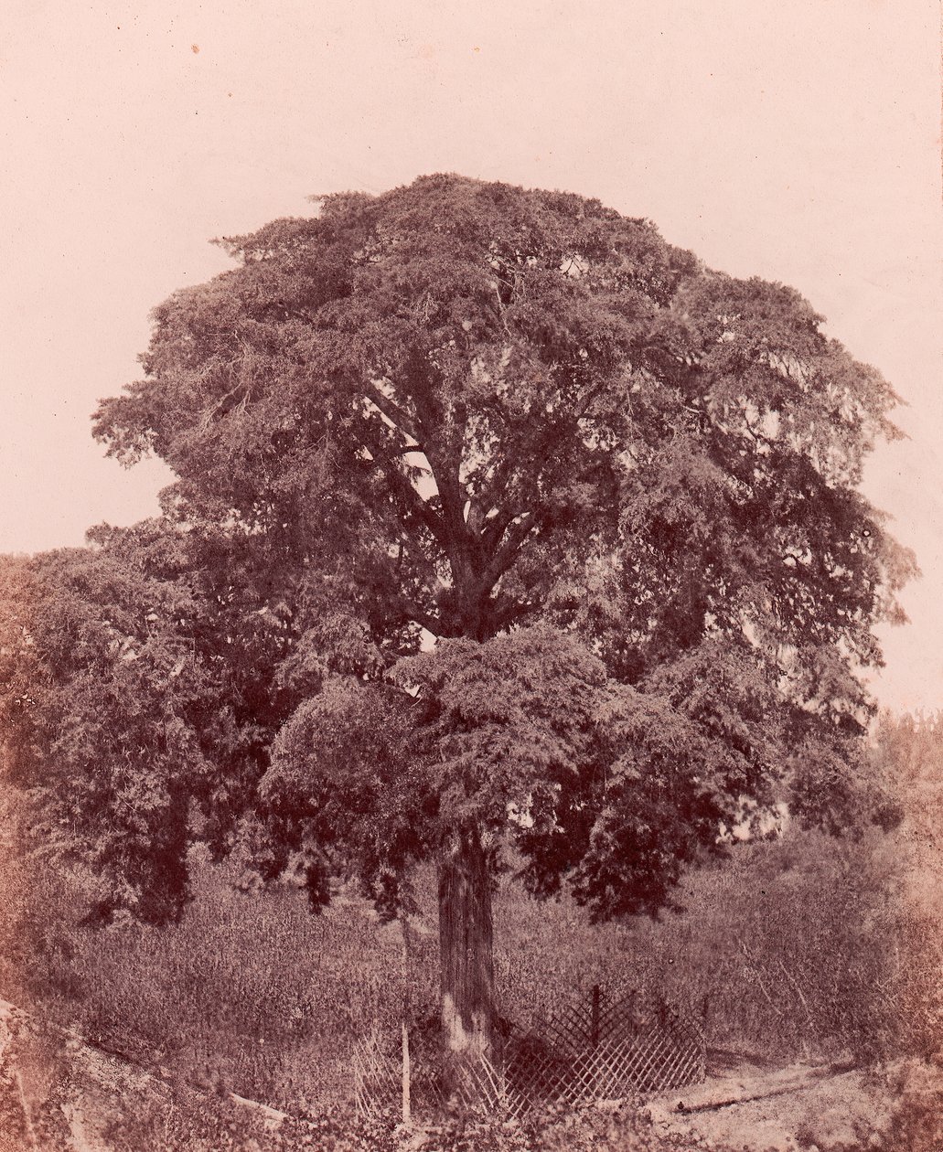 Studio di albero da Edward King Tenison