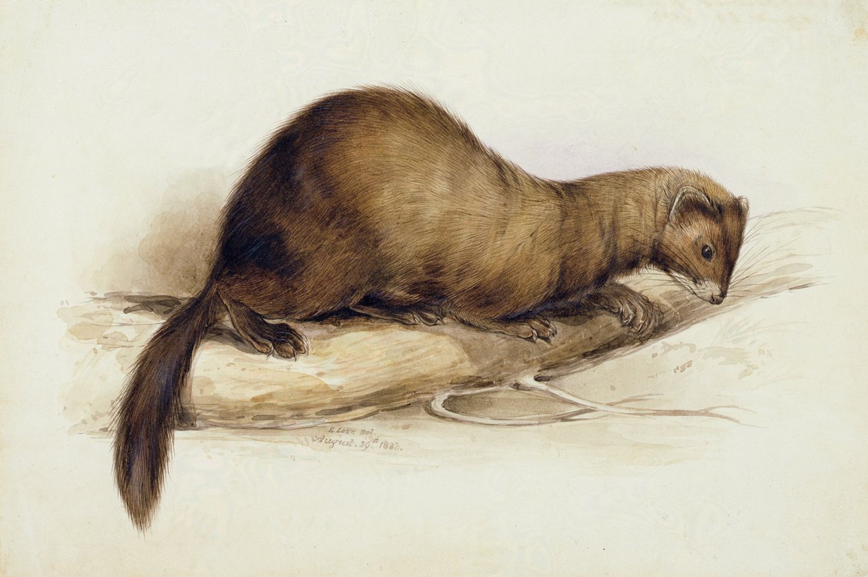 Una Donnola da Edward Lear