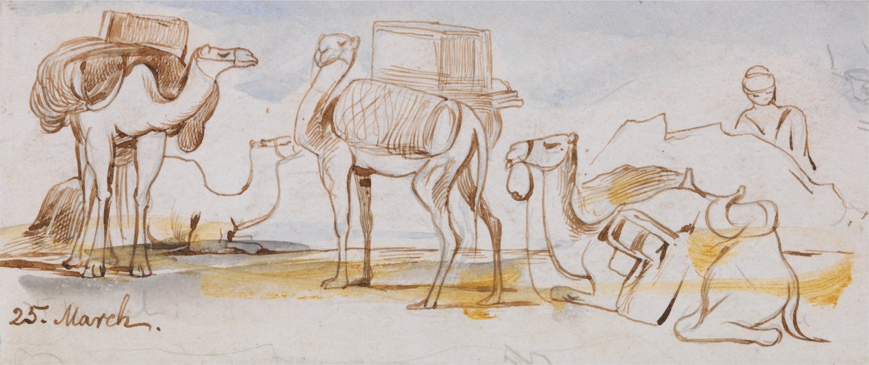 Cammelli da Edward Lear