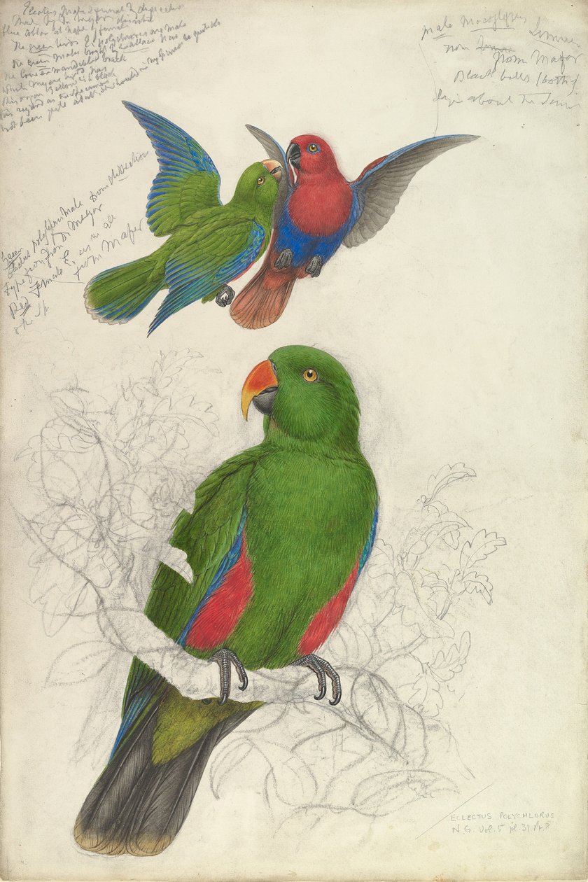Eclectus Roratus Polychloros da Edward Lear