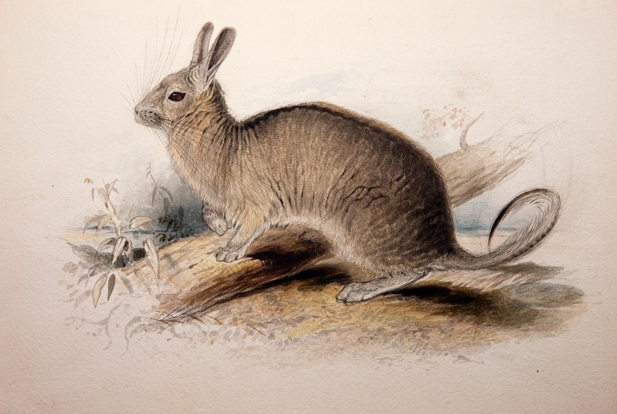 Lagotis cuvieri, 1833 da Edward Lear