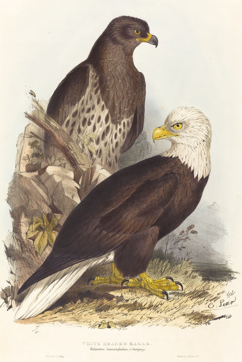 Aquila dalla testa bianca (Haliaetus leucocephalus) da Edward Lear