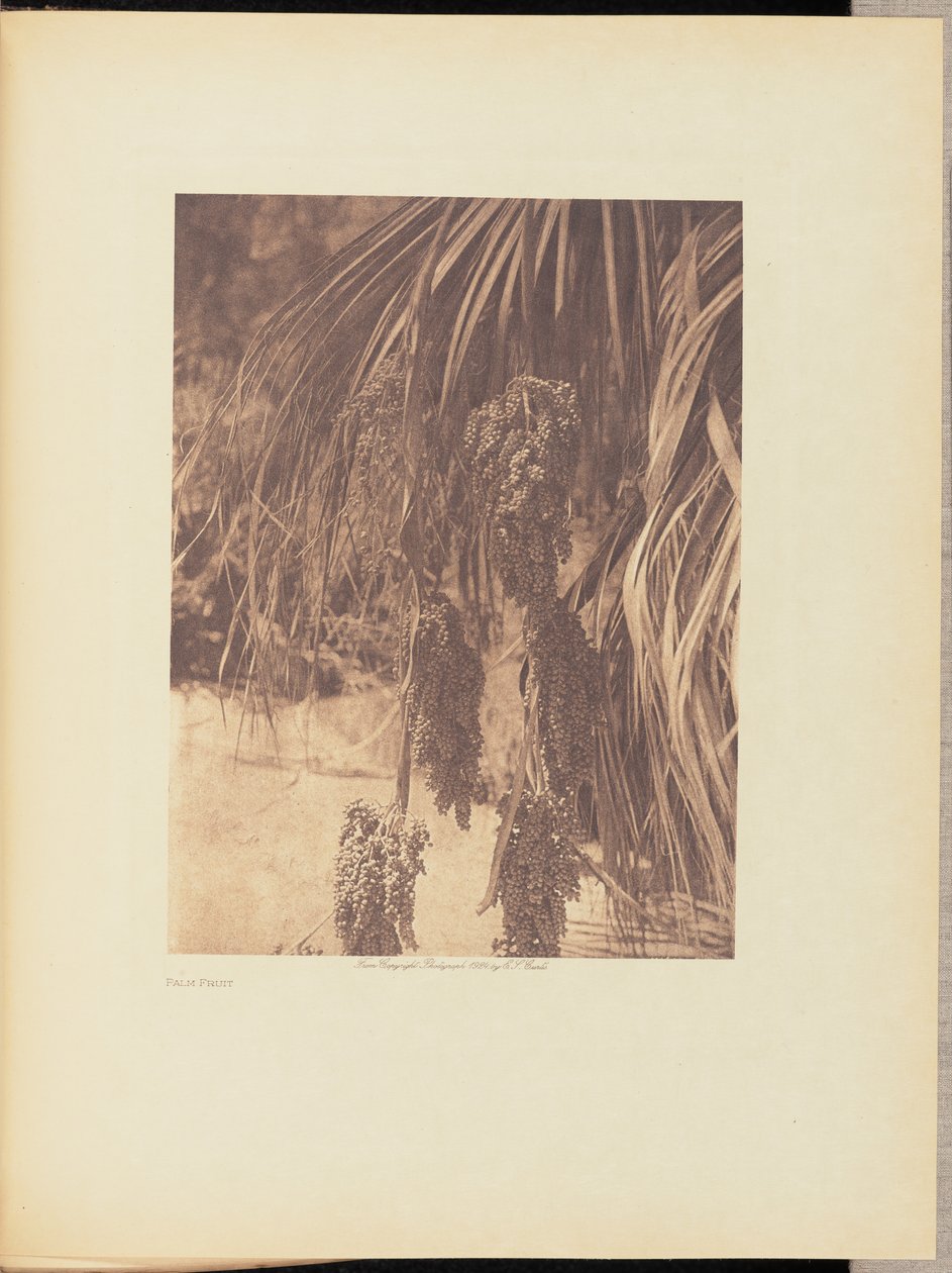 Frutta di palma da Edward S. Curtis