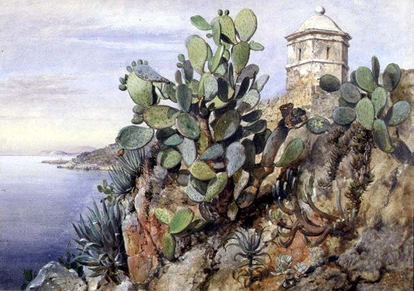 Cactus Opuntia, Monaco da Edward William Cooke