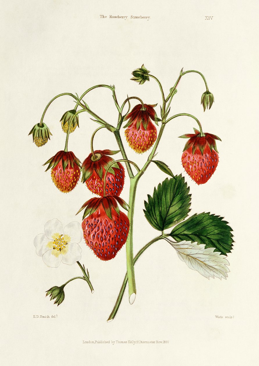 La fragola Roseberry, inciso da Watte, pub. da Thomas Kelly, Londra 1830 da Edwin Dalton Smith