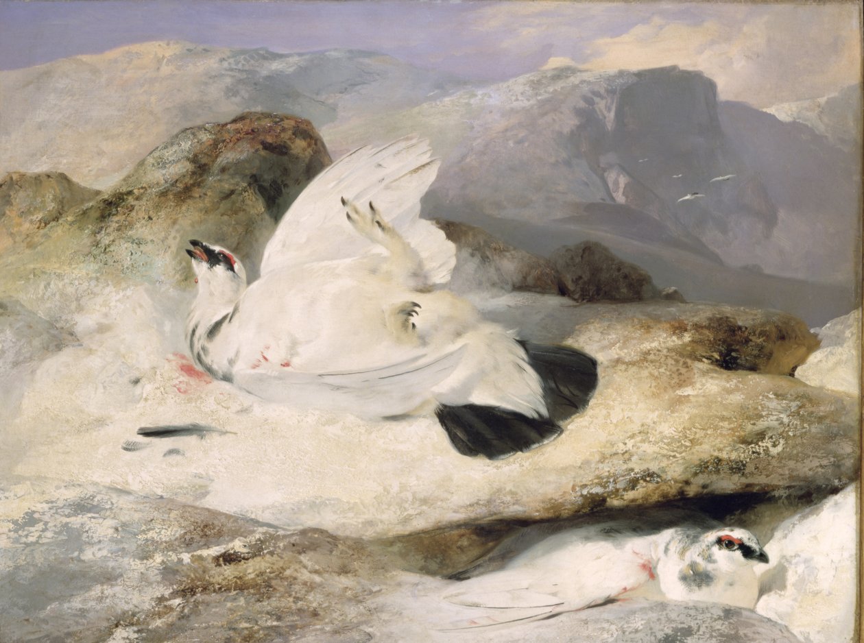 Pernice bianca da Edwin Landseer