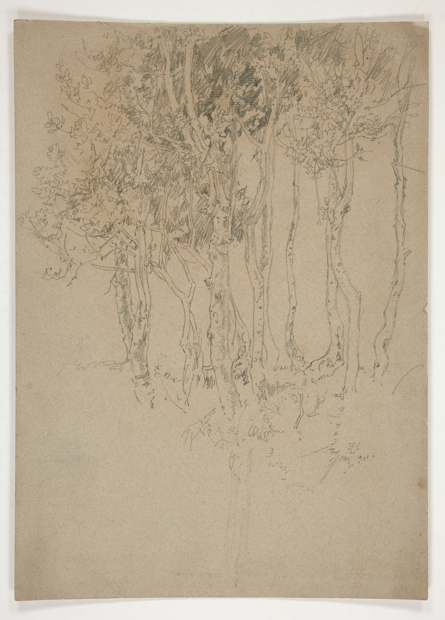 Schizzo di un boschetto di alberi da Edwin Austin Abbey