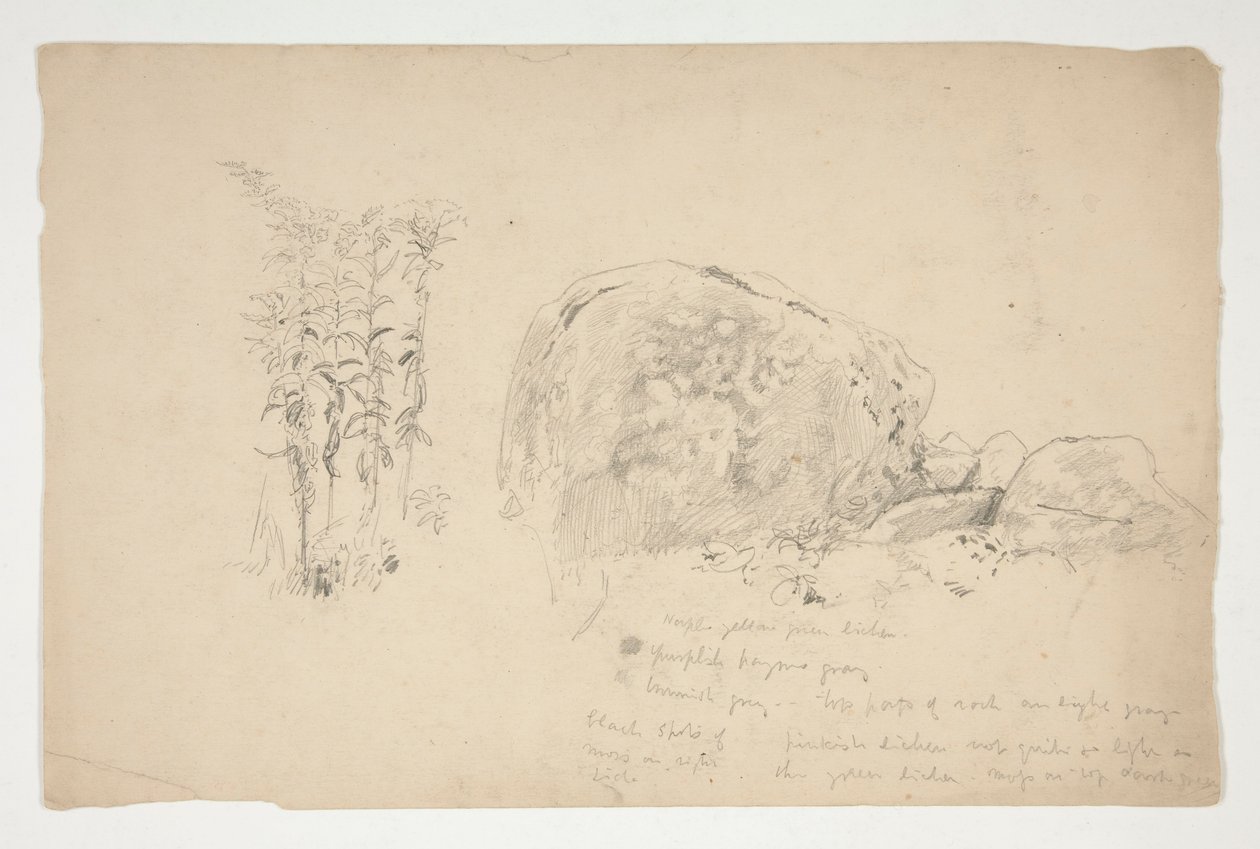 Schizzi di rocce, erbacce da Edwin Austin Abbey