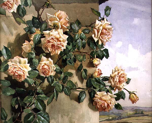 Rose su un muro da Edwin Byatt