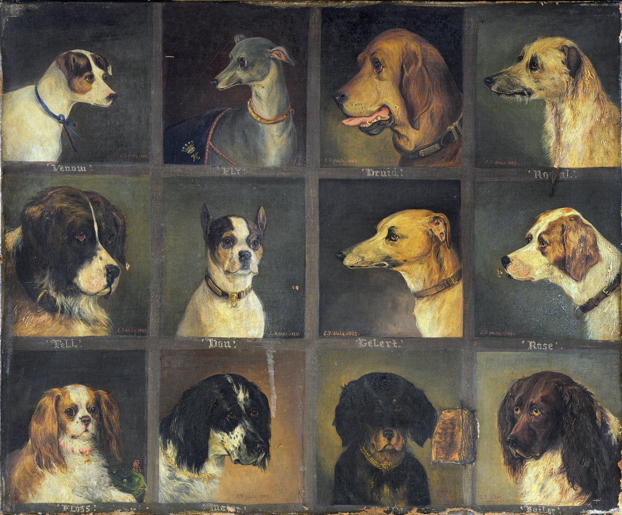 Dodici Cani Preferiti, 1883 da Edwin Frederick Holt