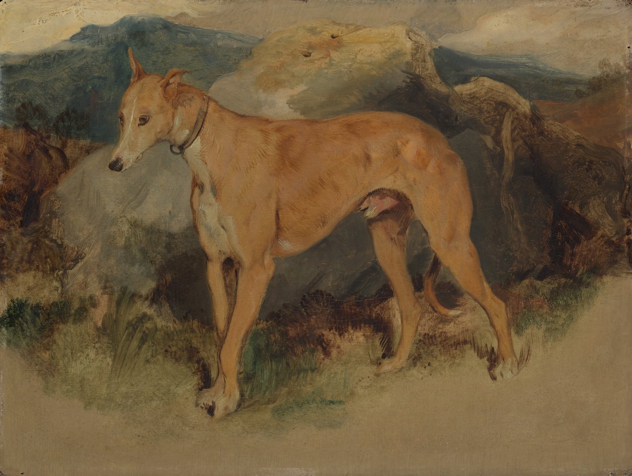 Un levriero, 1826 da Edwin Landseer
