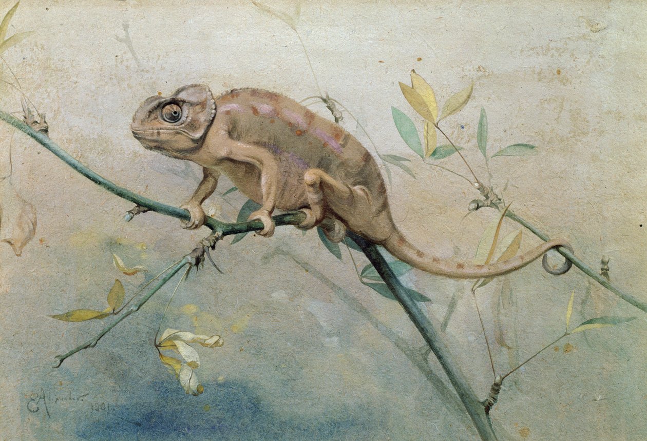 Camaleonte, 1901 da Edwin John Alexander