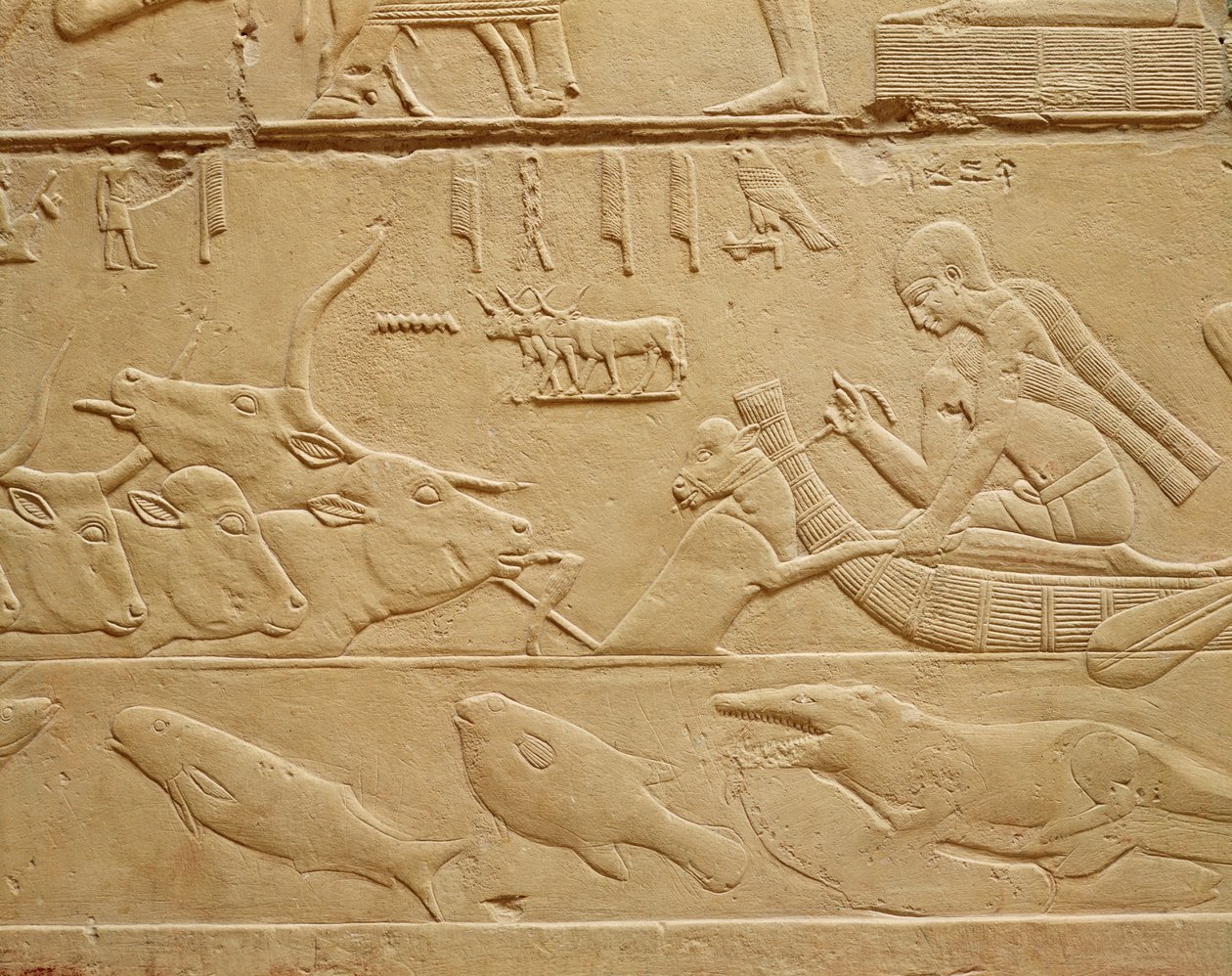 Bovini che attraversano un guado, dalla Mastaba di Kagemni da Egyptian 6th Dynasty