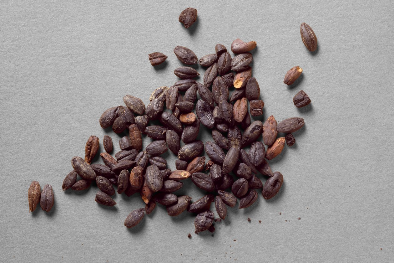 Gusci di farro, da Fayum da Egyptian