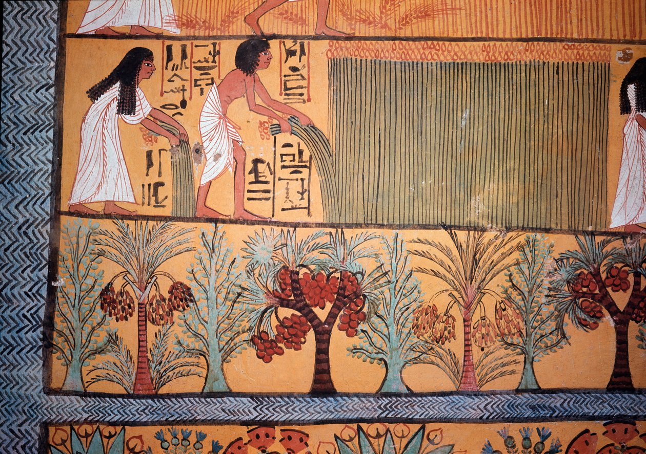 Scena di raccolto da Egyptian Egyptian