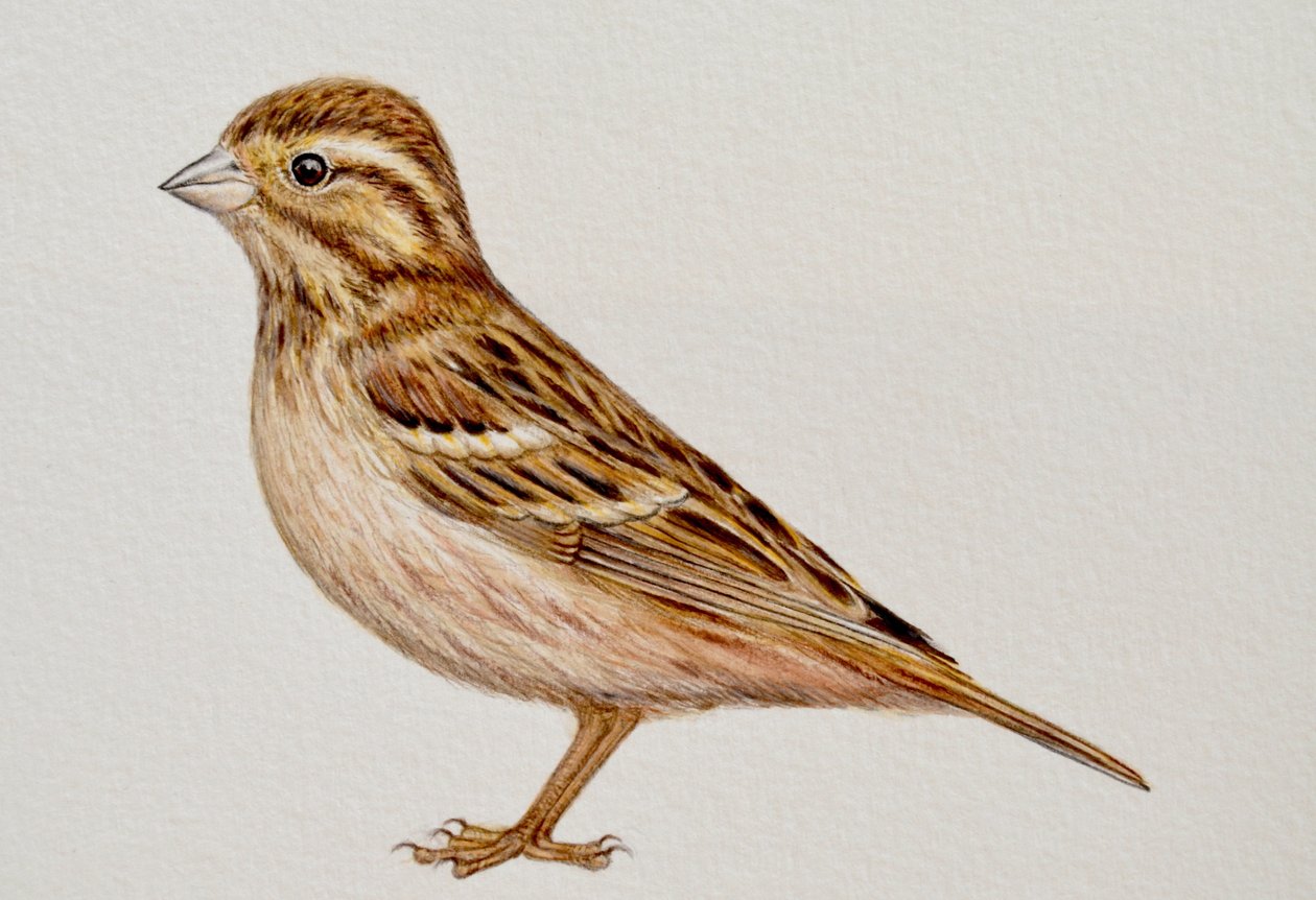 Reed Bunting, 2023 da Eleanor Grafton