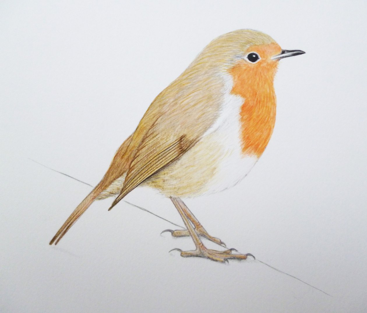 Robin, 2011 (acquerello e matita) da Eleanor Grafton