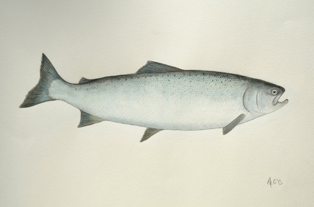 Salmone, 2013 (acquerello e matita) da Eleanor Grafton