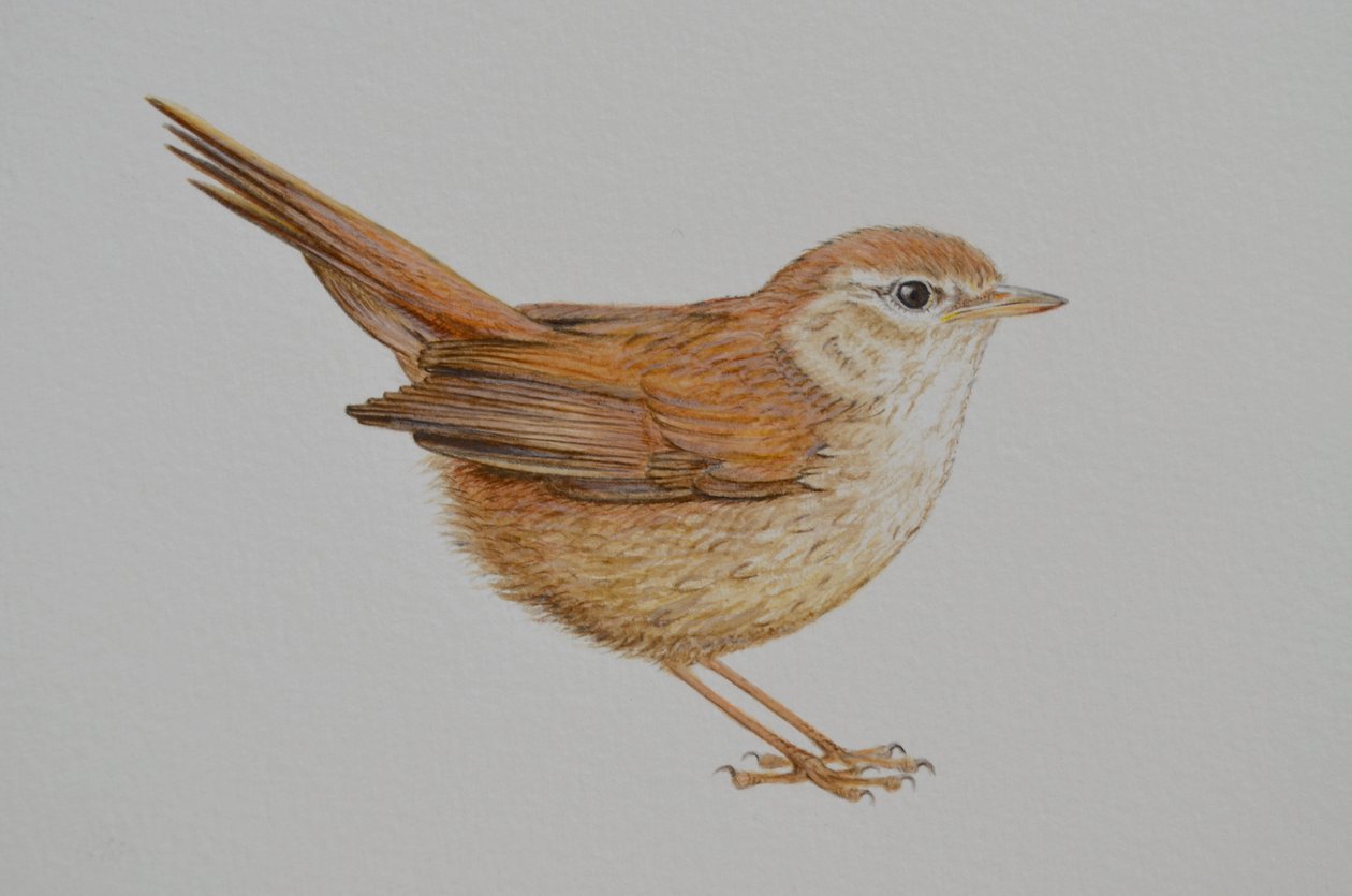 Warbler, 2023 da Eleanor Grafton