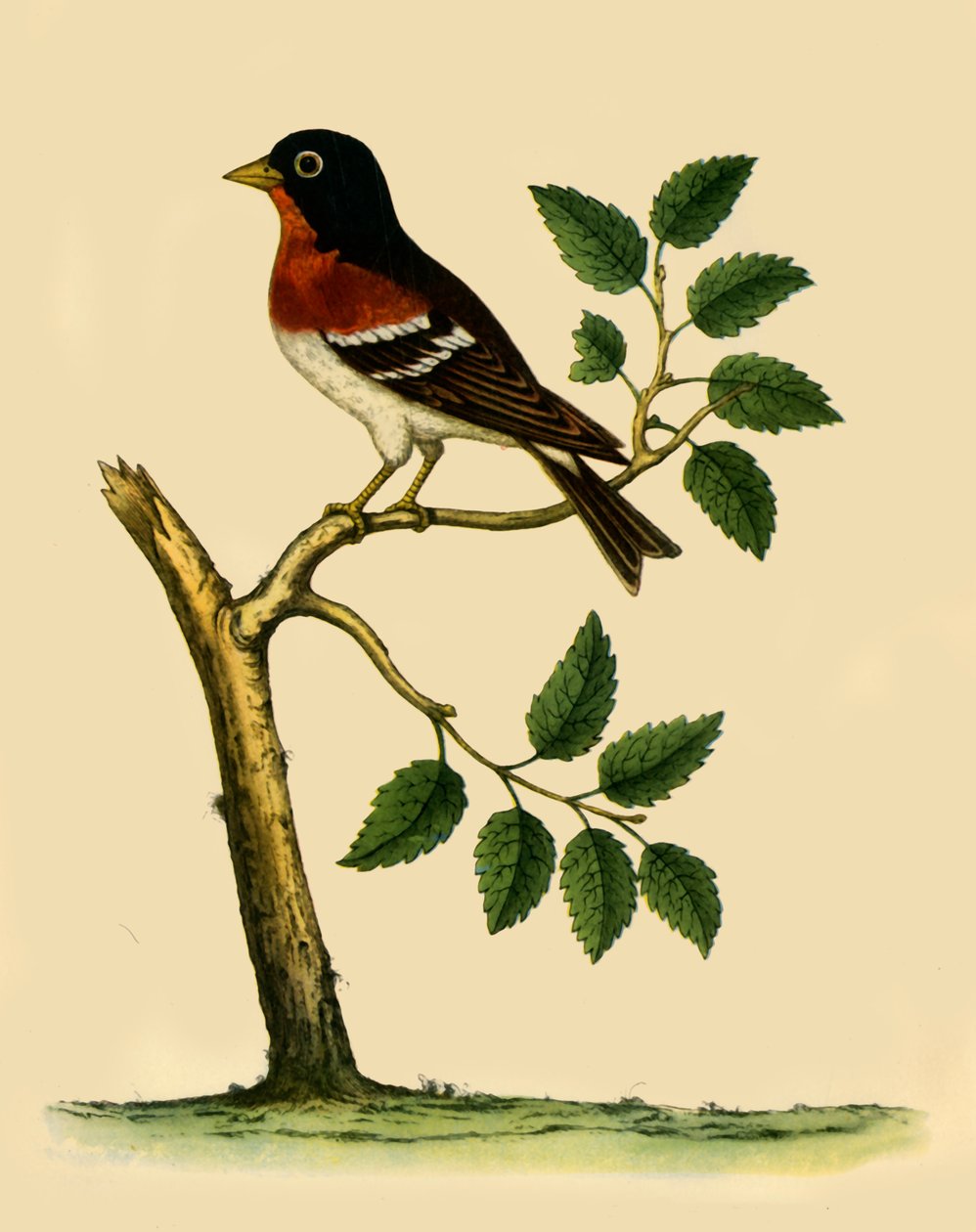Fringuello, 1738, 1942 da Eleazar Albin