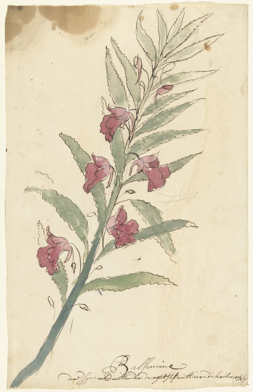 Balsamina da Elias van Nijmegen
