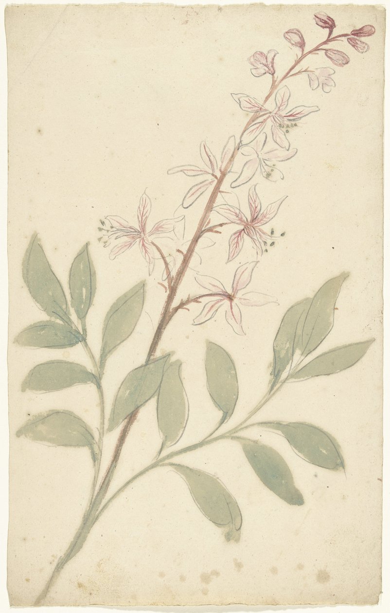 Studio di fiori da Elias van Nijmegen