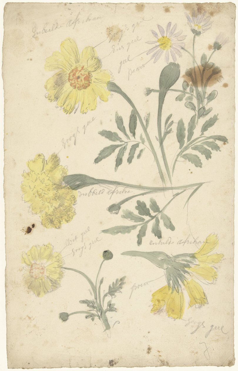 Studi di fiori di tagete da Elias van Nijmegen