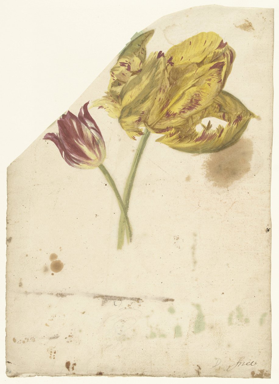 Studio di due tulipani da Elias van Nijmegen