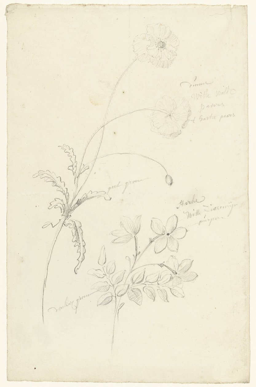 Studi di papavero e gelsomino da Elias van Nijmegen