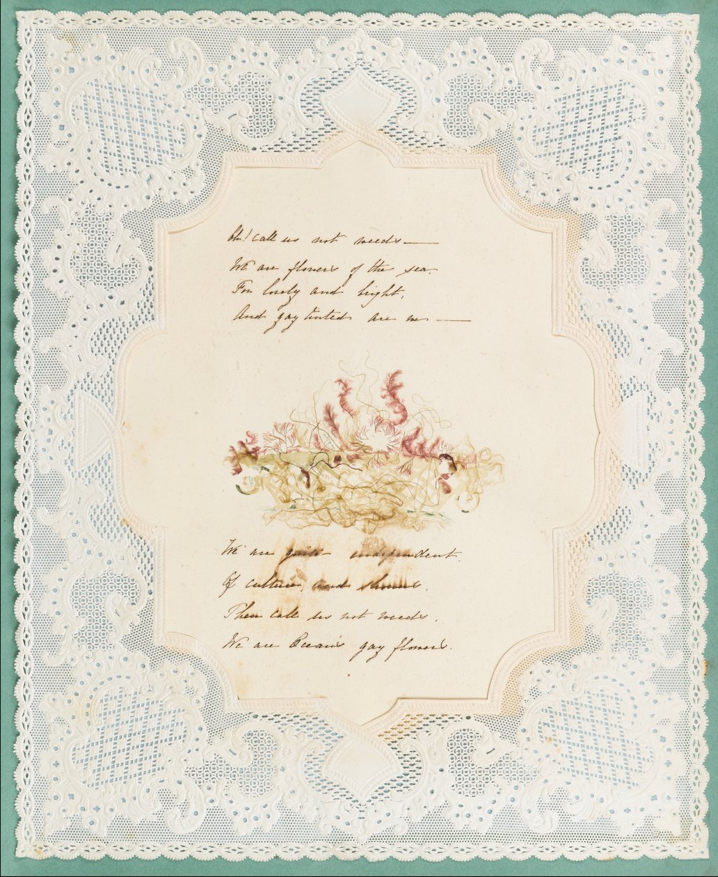 Alghe da Eliza A. Jordson